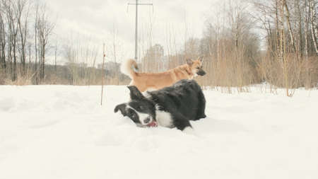 Two dogs of the Border Collie breed and a mongrel. Border Collie nibbles on a piece of wood. Winter...