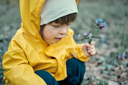 Small infant in a yellow hooded jacket is plucking early spring flowers of Pulmonaria obscura blue in the forest. The concept of a happy childhood and nature walksの写真素材