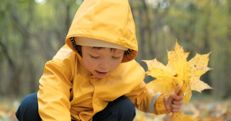 Little, sweet girl collects Canadian maple leaves in the autumn forest. The concept of childhood, happy family and lifestyle. Nature, clean air, outdoor activities on weekendsの写真素材