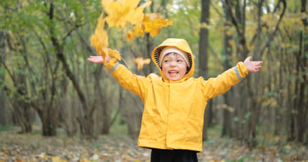 Little, a cute child throws up the yellow leaves of a Canadian maple. The concept of childhood, happy family and lifestyle. Autumn nature, clean air, active holidays on weekendsの写真素材