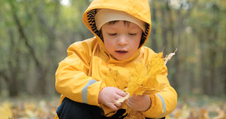 Little, sweet girl collects Canadian maple leaves in the autumn forest. The concept of childhood,...