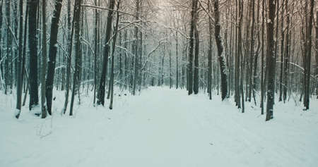 Snowy winter road in a gloomy forest park. Cold weather, around the trees without leaves. Time of day - sunset or dawnの写真素材