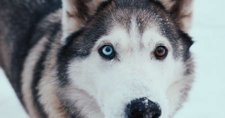 Large husky sled dog, a malamute on the street in winter. Close-up shooting, portrait. Multicolored eyes - heterochromia. The concept of sled dogs In the conditions of the Far Northの写真素材