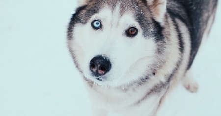 Large husky sled dog, a malamute on the street in winter. Close-up shooting, portrait. Multicolored eyes - heterochromia. The concept of sled dogs In the conditions of the Far Northの写真素材