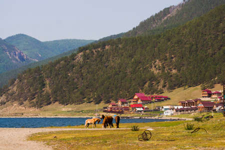 Wild horsesの写真素材