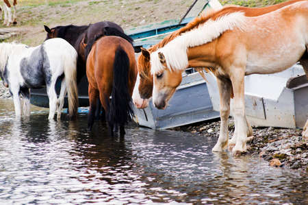 Wild horsesの写真素材