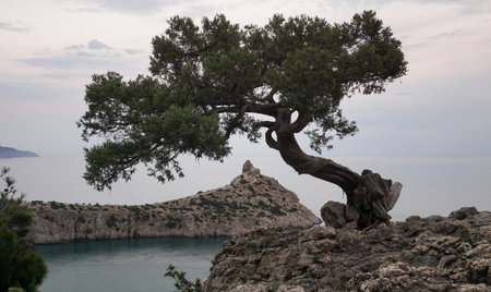 Pine tree on the coastの写真素材