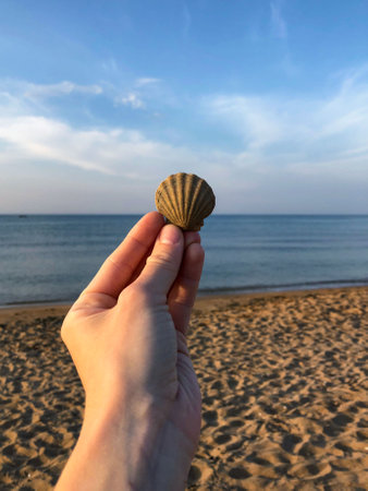 Scallop shell in hand on the background of the sea.の写真素材