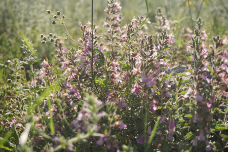 Flowers in the meadow on a sunny summer day. Selective focus.