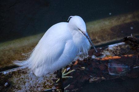 Little egret (Egretta garzetta) birdの写真素材
