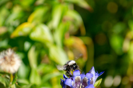 Bumblebee on a flower of a gentianの写真素材