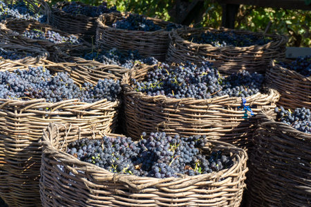 Fresh grapes in a basketの写真素材