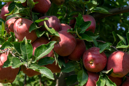Apples on a tree in an orchard in the summer.