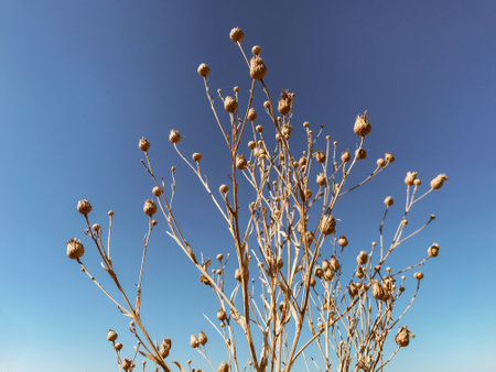 Dry prickly burdock flowers on a background of blue sky