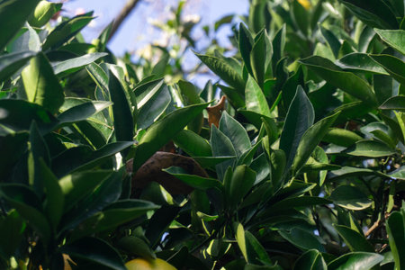 Close up of green leaves of a ficus tree
