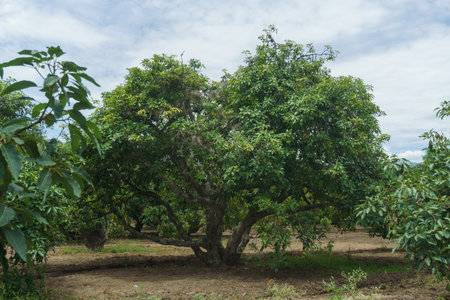 Avocado tree with ripe fruits in the garden. Tropical fruit.