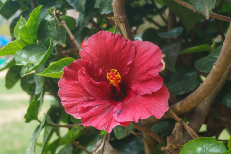 Red hibiscus flower in the garden with green leaf backgroundの写真素材