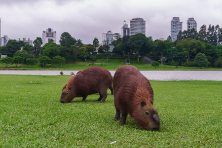 Capybara in the city parkの写真素材