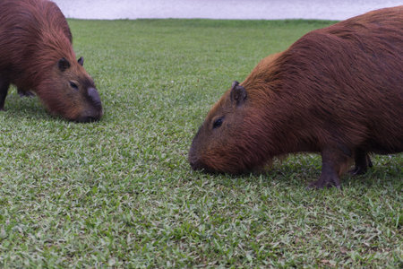 Capybara in the city parkの写真素材