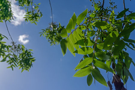Green leaves and blue sky with white clouds on a sunny summer day