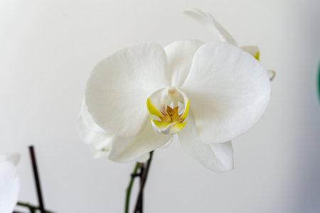 White orchid on a white background. Close-up.の写真素材