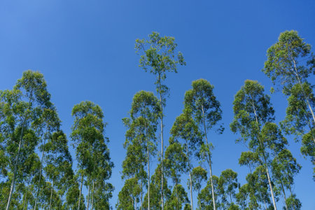 Eucalyptus trees against the blue sky in the summerの写真素材