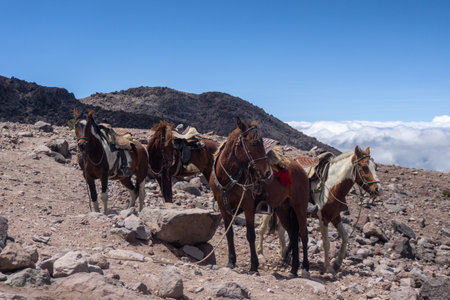 Horses in the mountain near volcanoの写真素材