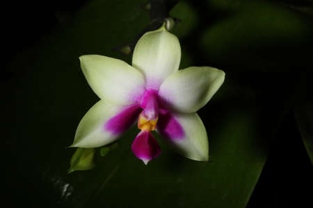 phalaenopsis