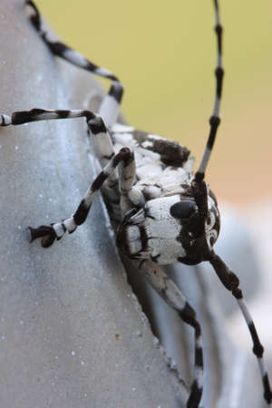 weevilの写真素材