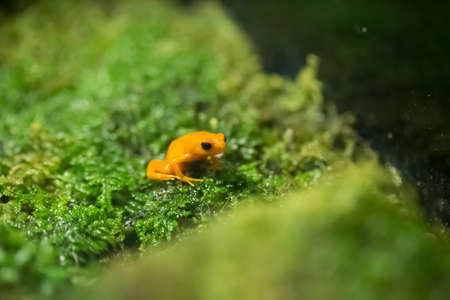 the golden pioson arrow frog on lemon grassの写真素材