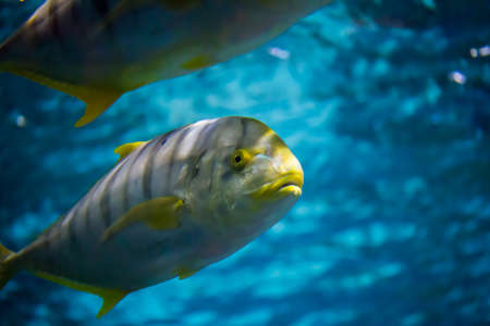 the golden toothless trevally in aquariumの写真素材