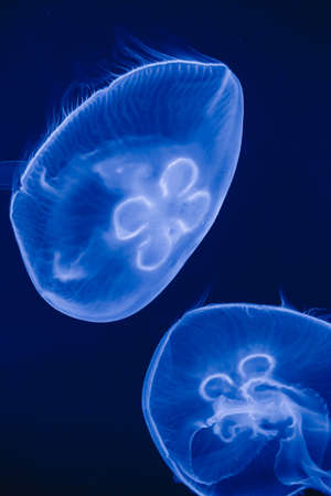 glow  jellyfish on drak background in aquarium