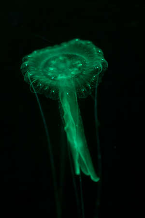 glow  jellyfish on drak background in aquarium