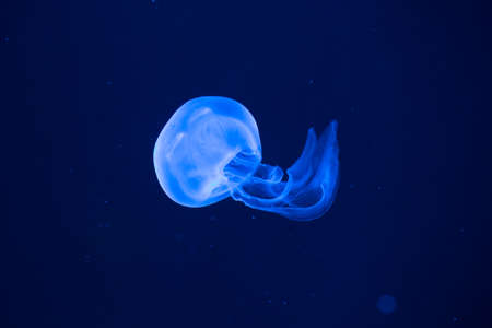 glow  jellyfish on drak background in aquariumの写真素材