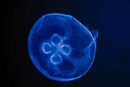 glow  jellyfish on drak background in aquarium
