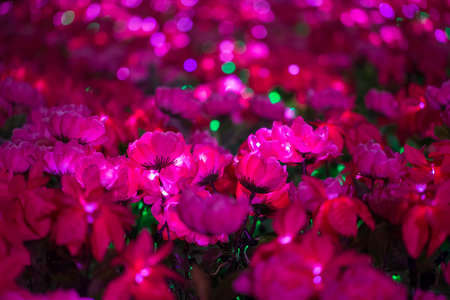 The pink bright flower of christmas festivalの写真素材