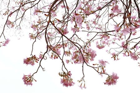 branches of pink trumpet or handroanthus impetiginosus isolate on white background