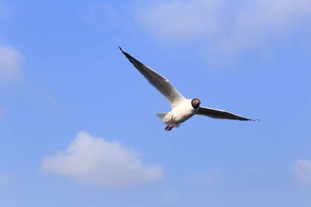 a seagull flying in the blue sky at bangpoo resort, samut prakan, thailand