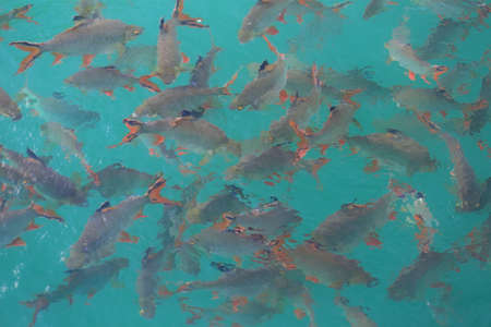 many red tailed tinfoil barb in clear green water at Rajjaprabha dam, Surat Thani, Thailand