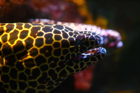 closeup to moray eels, dangerous coral fish in aquariumの写真素材