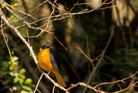 Chorister Robin Chatの写真素材