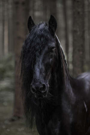 Schwarzer Friese in the forest, portraitの写真素材