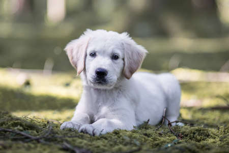 Golden retriever puppy in the forest