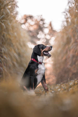 Greater Swiss Sennen dog in sunsetの写真素材