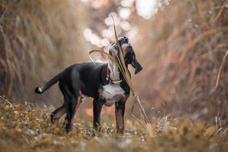 Greater Swiss Sennen dog in sunsetの写真素材