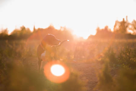 Greater Swiss Sennen dog in sunsetの写真素材