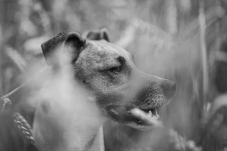 Jack Russel Terrier in wheatfieldの写真素材
