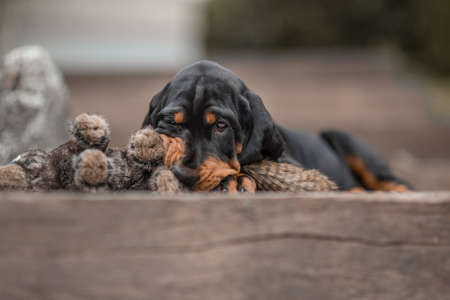 Coonhound puppy with soft toyの写真素材