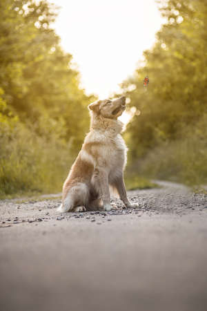 Young dog in the forestの写真素材