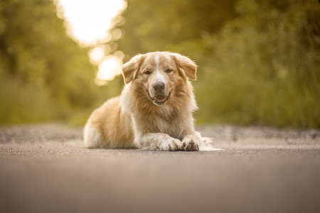 Young dog in the forest